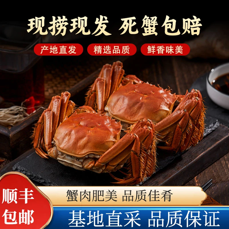 【活蟹】江苏精品大闸蟹2.1-1.8两 母蟹8只送2只10只礼盒装