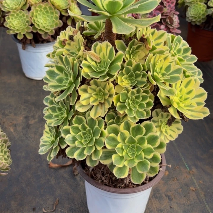 瑞妈多肉园艺475芳华