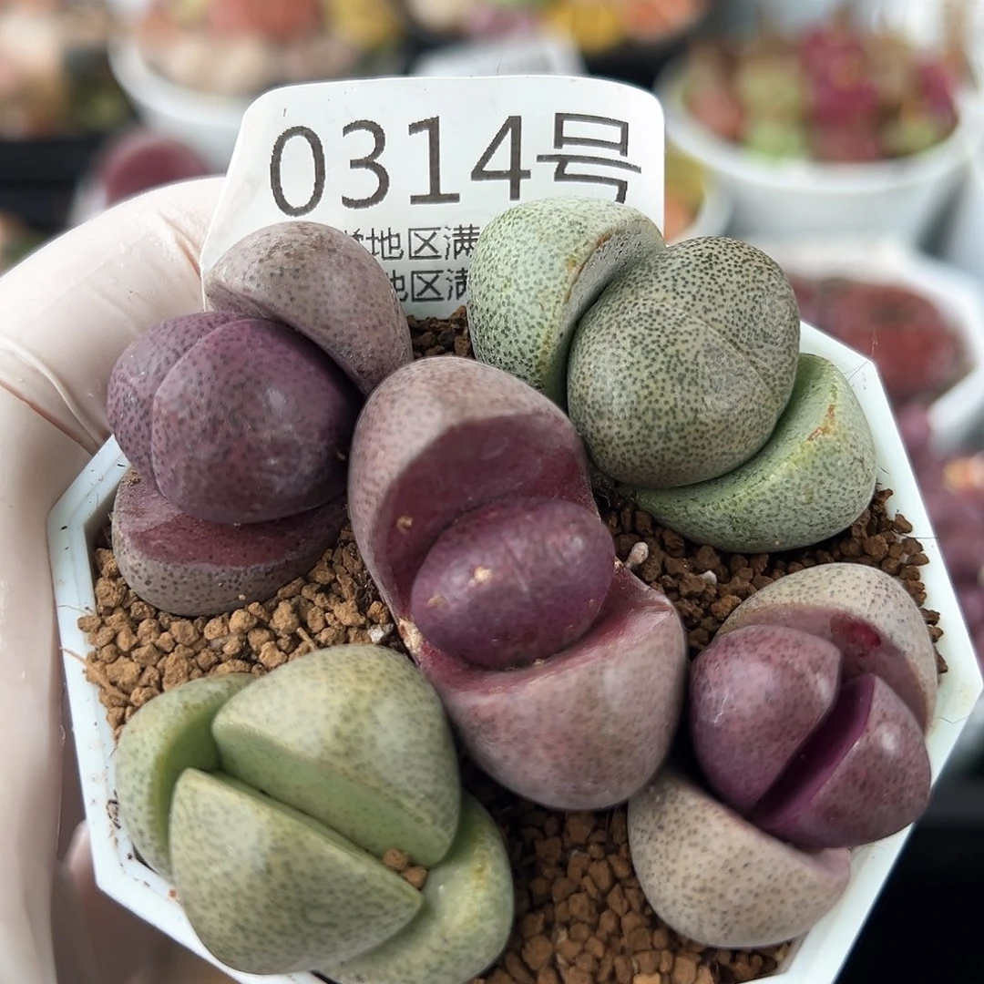 好养易活生石花大母本0314