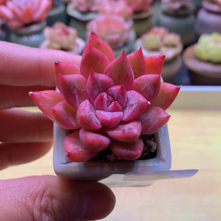 一物一拍满38包邮E604