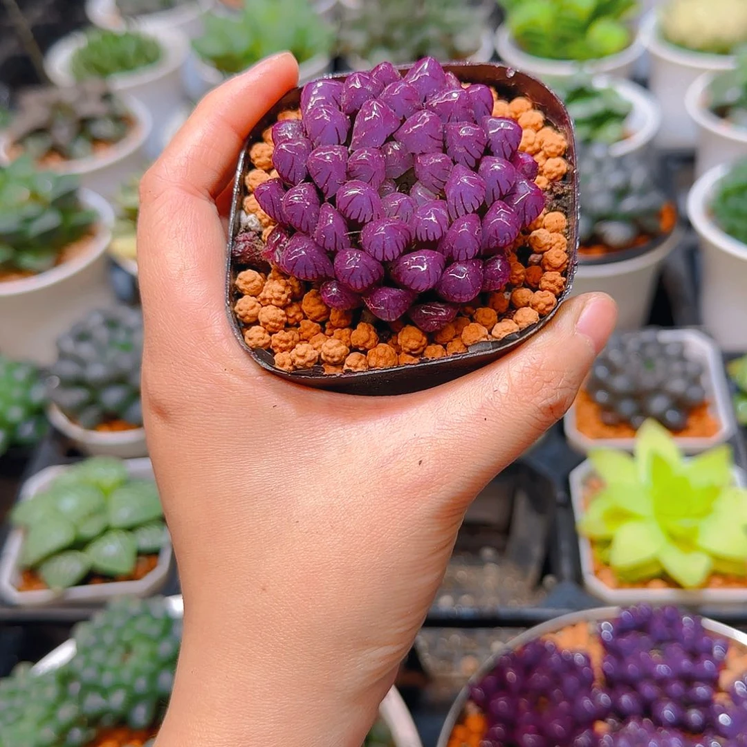 紫宝石冰灯玉露，原盆，人工上色