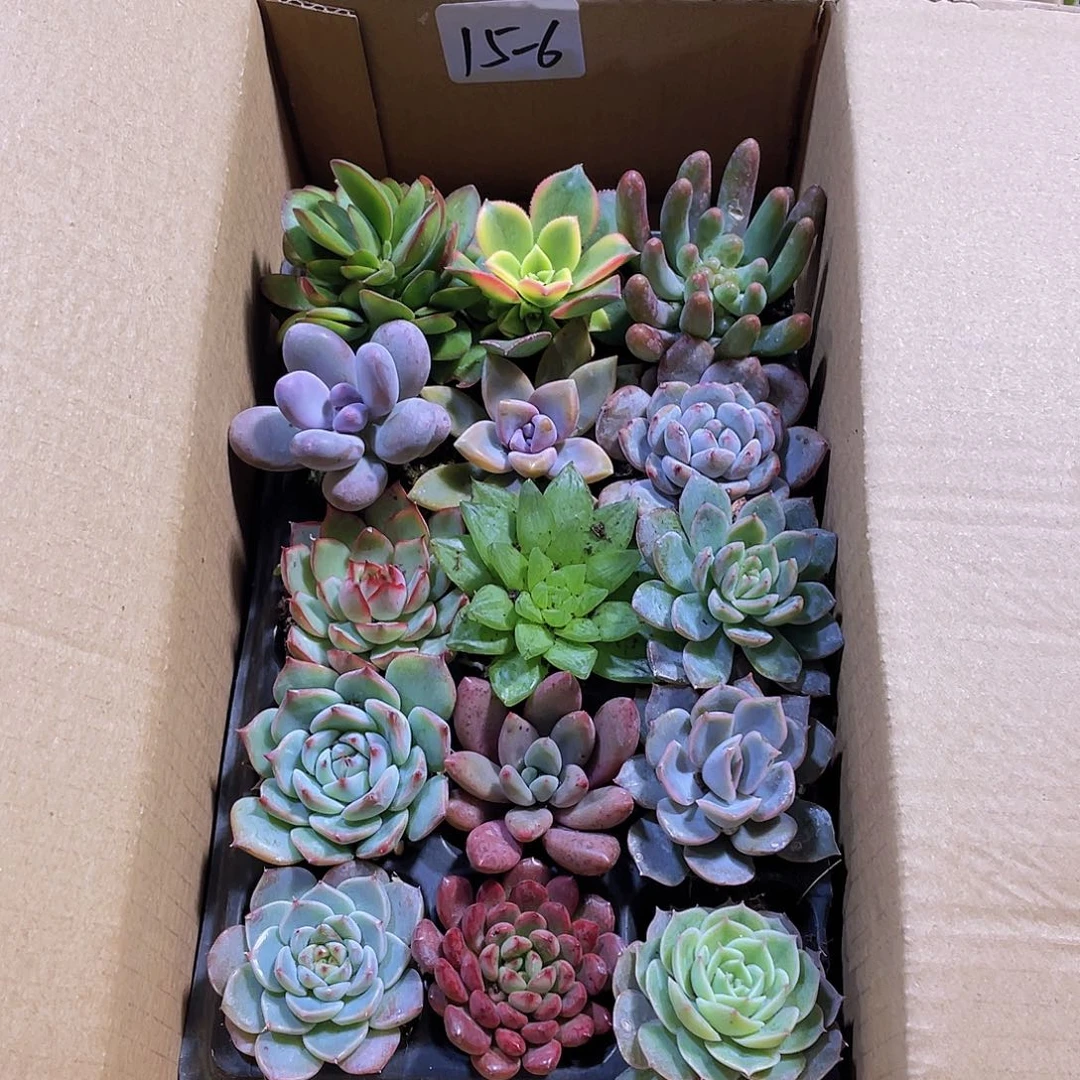 15颗-6号约4-5厘米