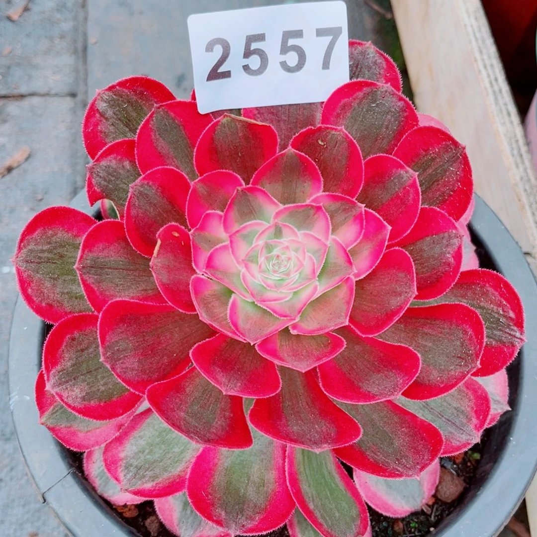 新品孔雀翎多肉2557