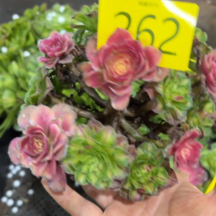 哈哈多肉葡萄附近262