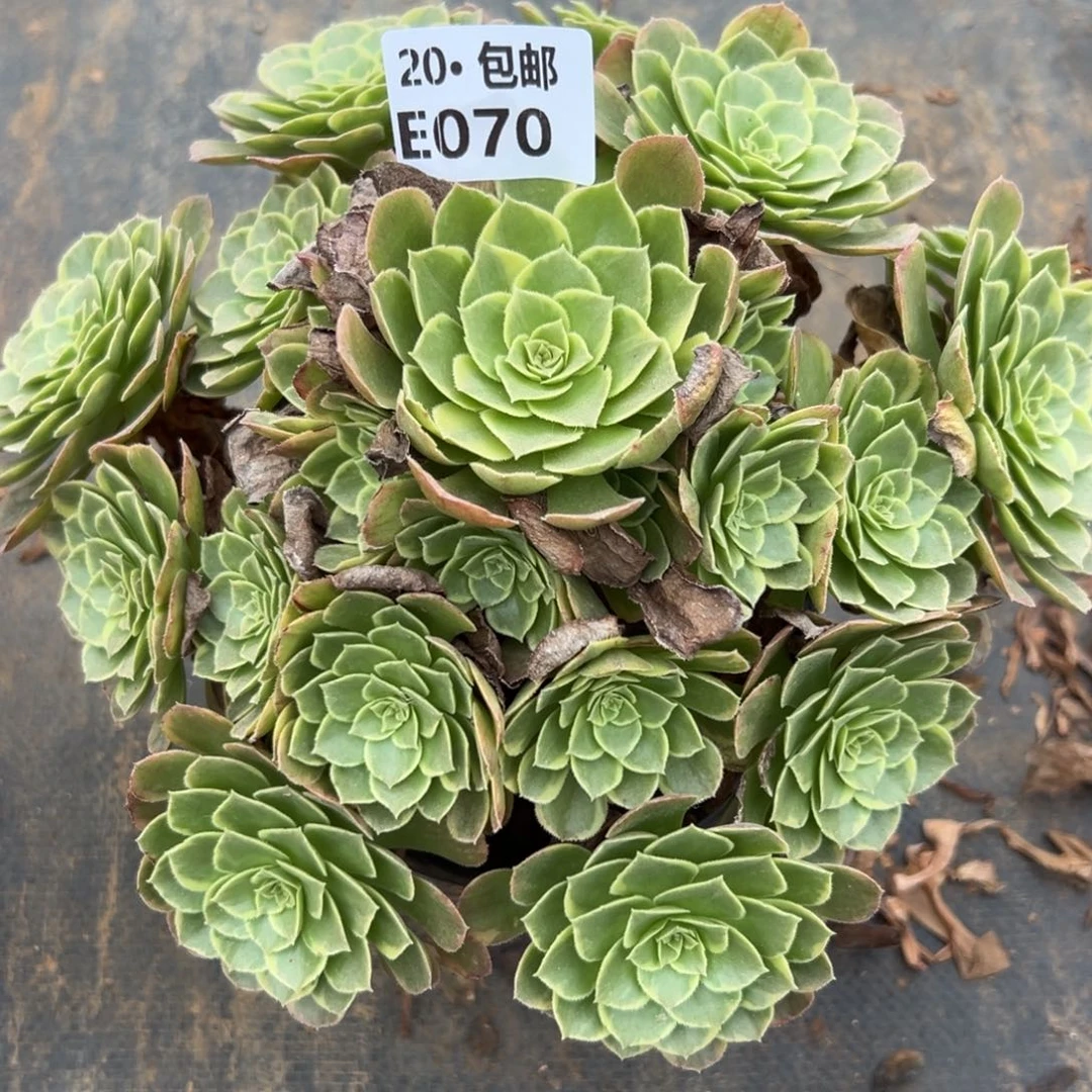 070奶白，多肉法师