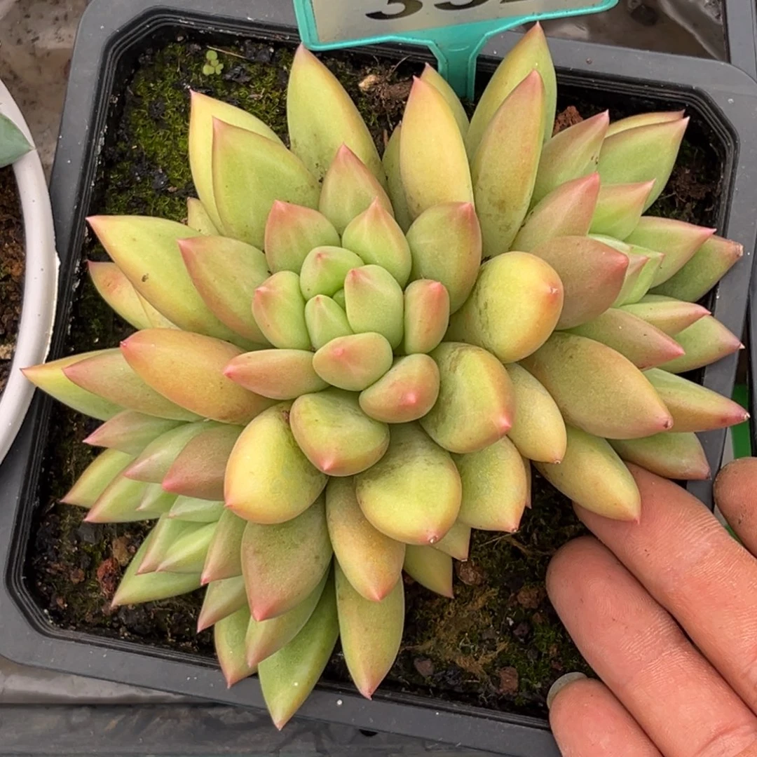 多肉植物米其林332