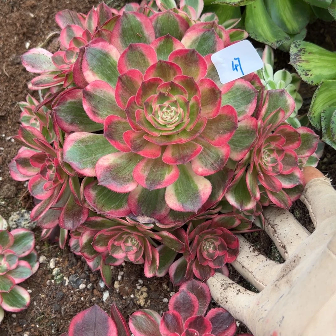 47赤子心dunrouzhiwuxiyi