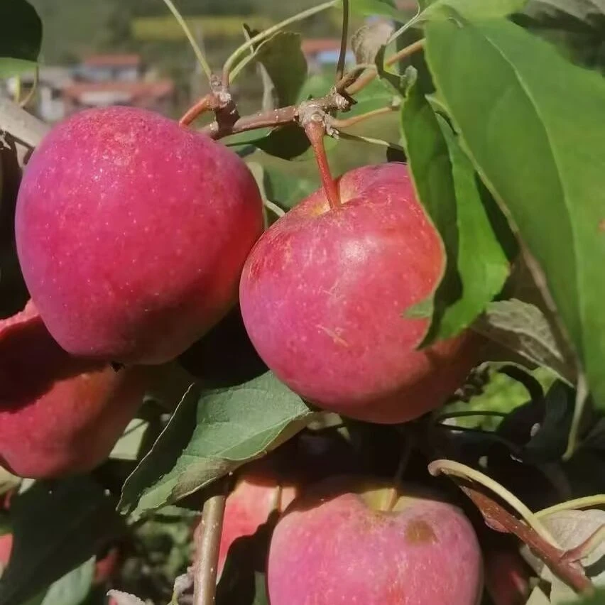 东北牛奶果嘎嘎甜果香味浓郁现摘现发口感甜脆