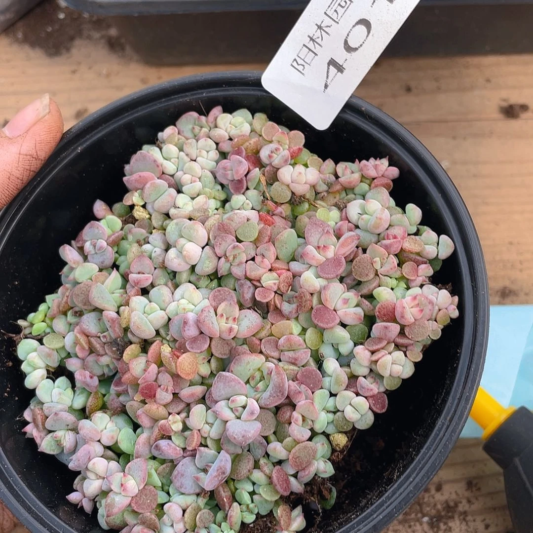 多肉植物多肉植物401