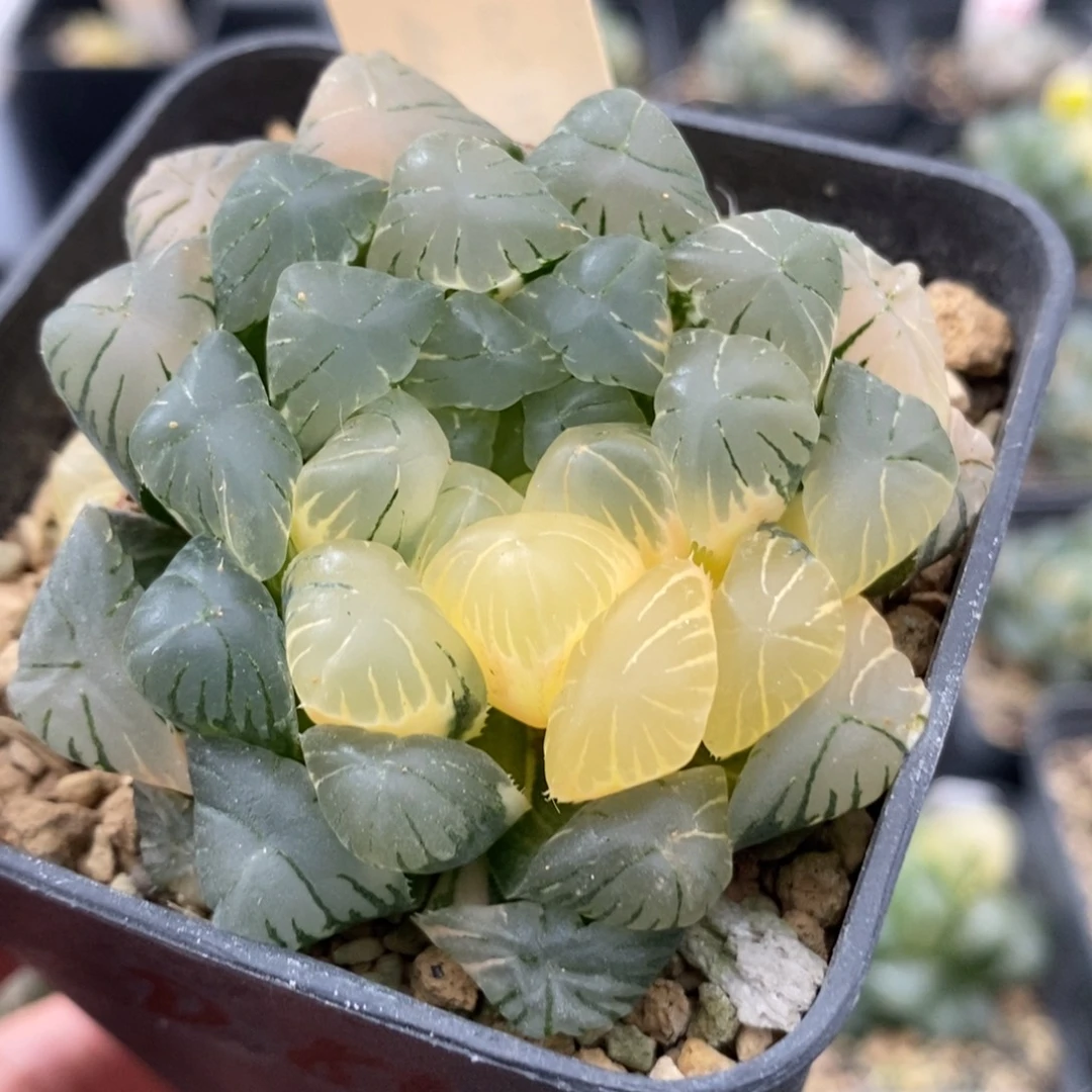 44湖水玉露锦一物一拍