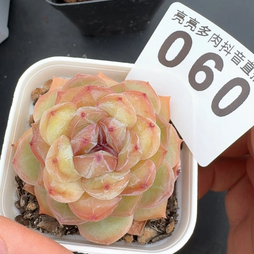 孤品         多肉植物