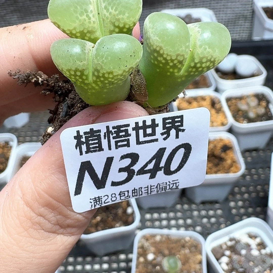 的润泽的润泽徐fv