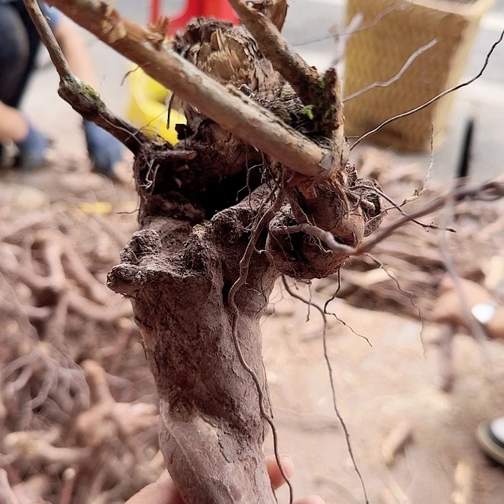 用***2无花朵贵州刺梨一颗