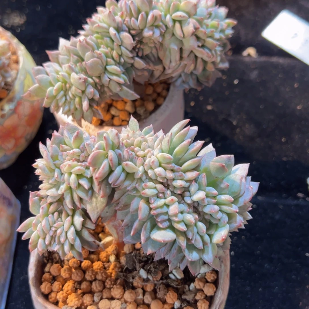 孬*嫑新年快乐啊宝宝们88888888