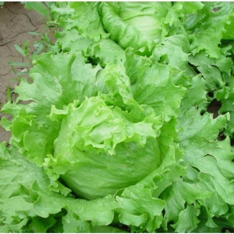 【当季新种】结球生菜奶油圆生菜西餐汉堡火锅用包心沙拉新鲜蔬蔬菜