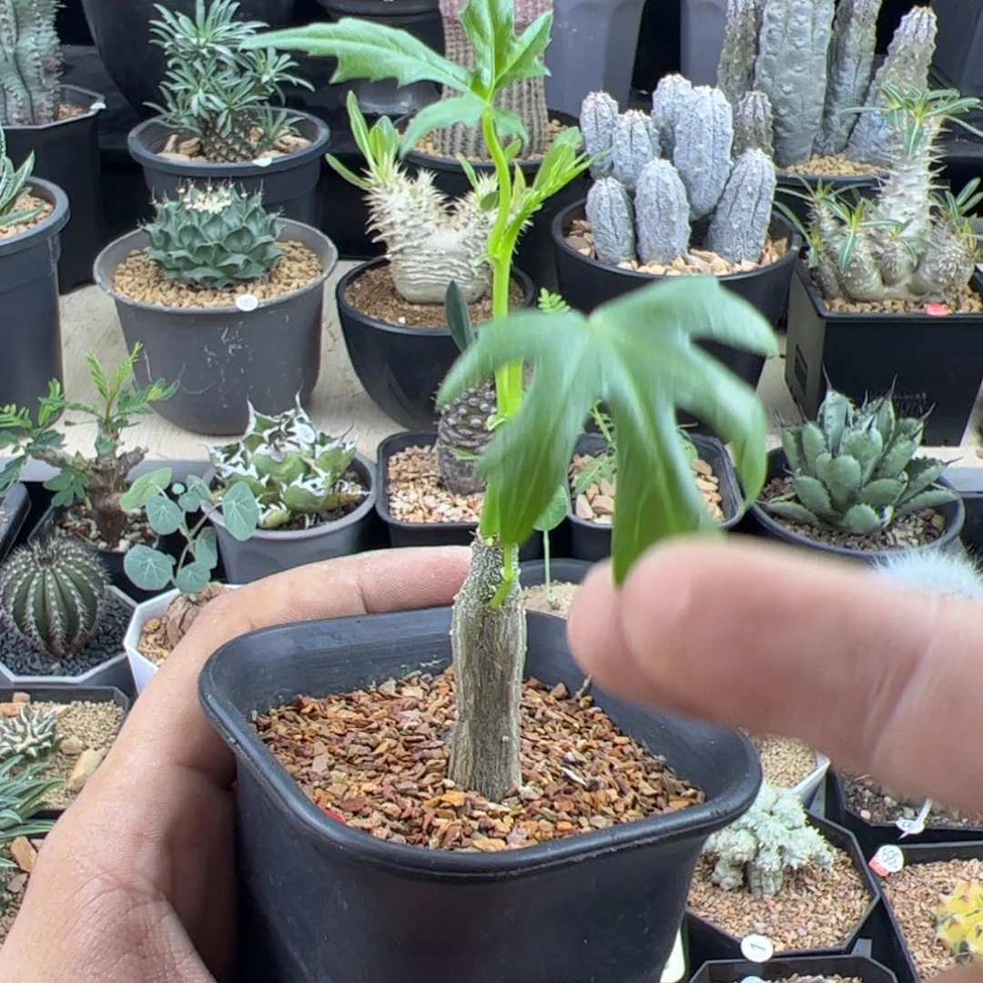 枫叶苦瓜一物一拍带盆发
