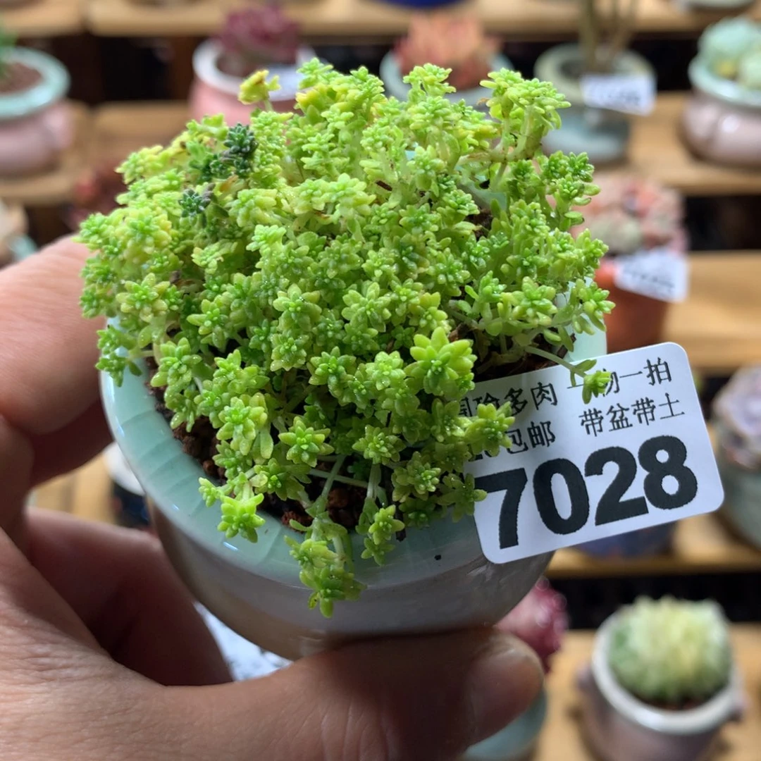 精控多肉植物7028