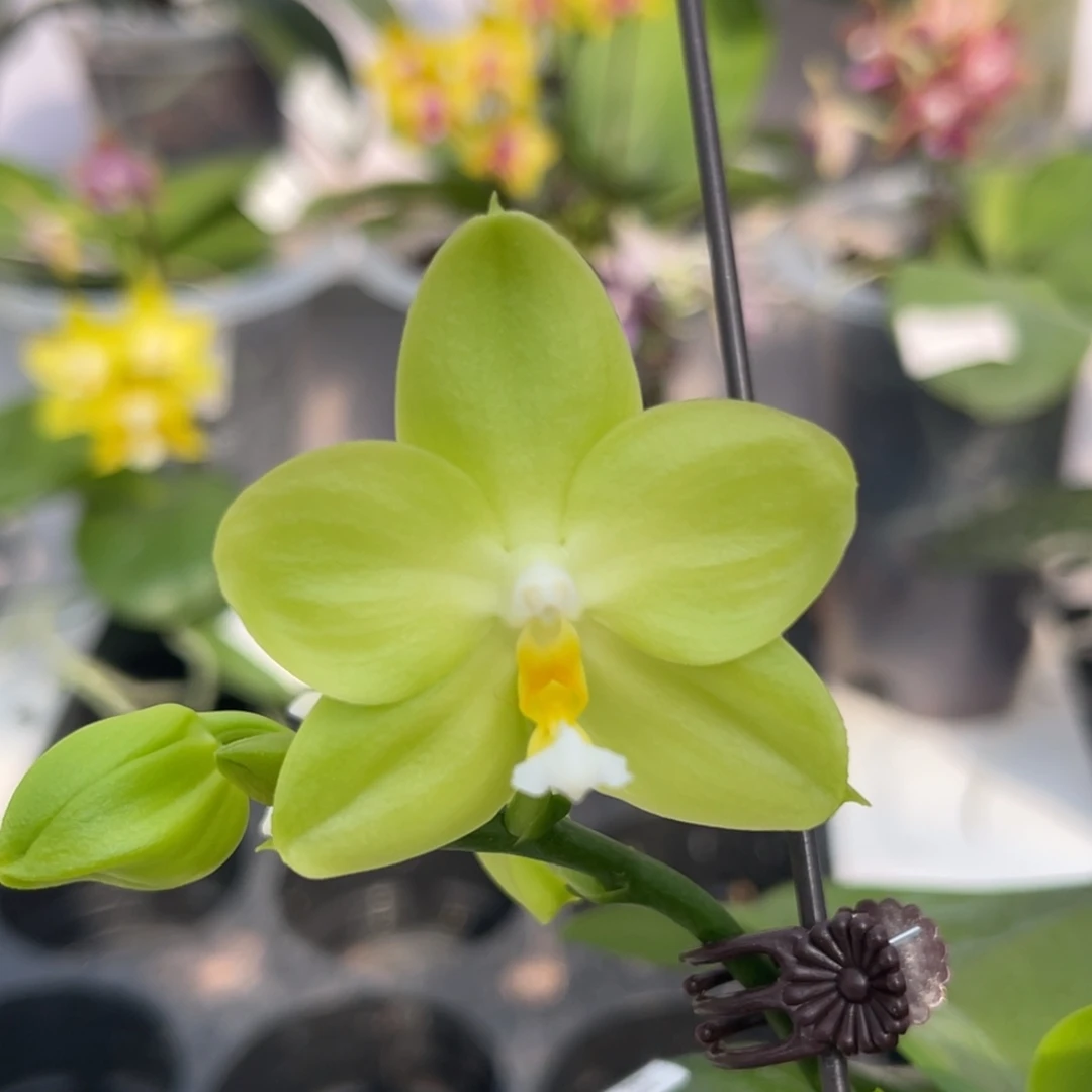 完全开放1170 3寸JG2318 一物一拍