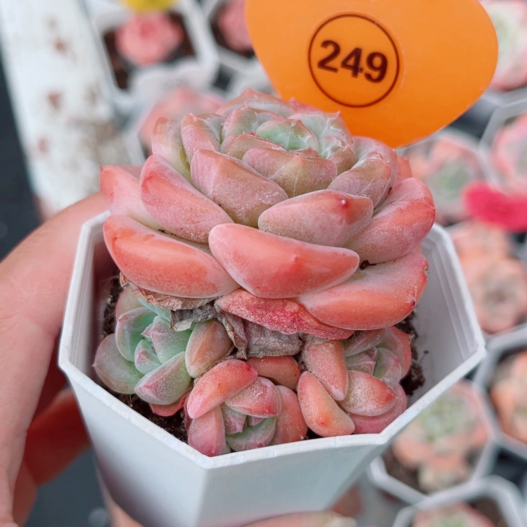 249号小老桩糖心群