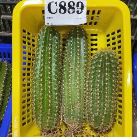种子苗毛花柱c 889