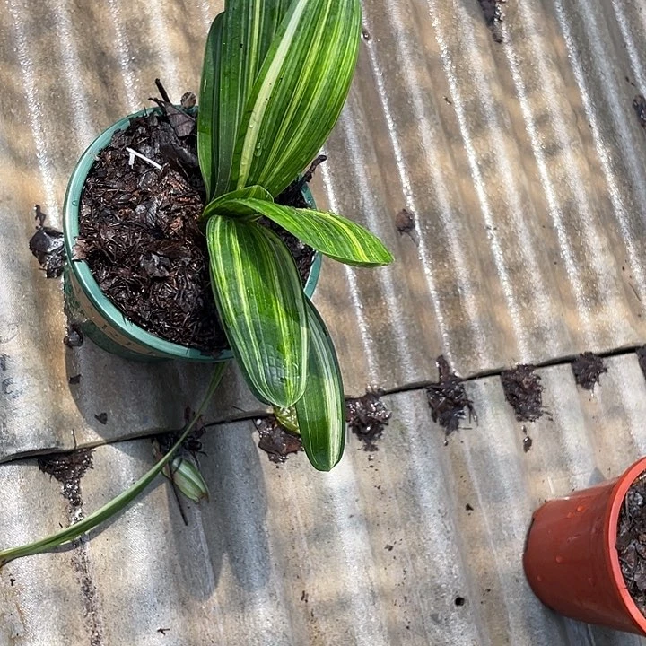 嘴****?君子兰四季开花吸释甲醛