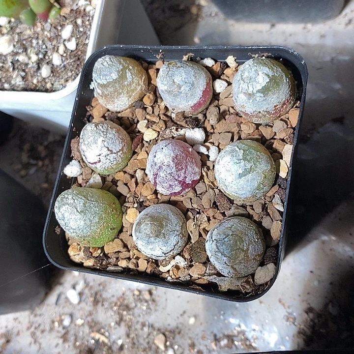 大于一厘米灯泡一组十颗。