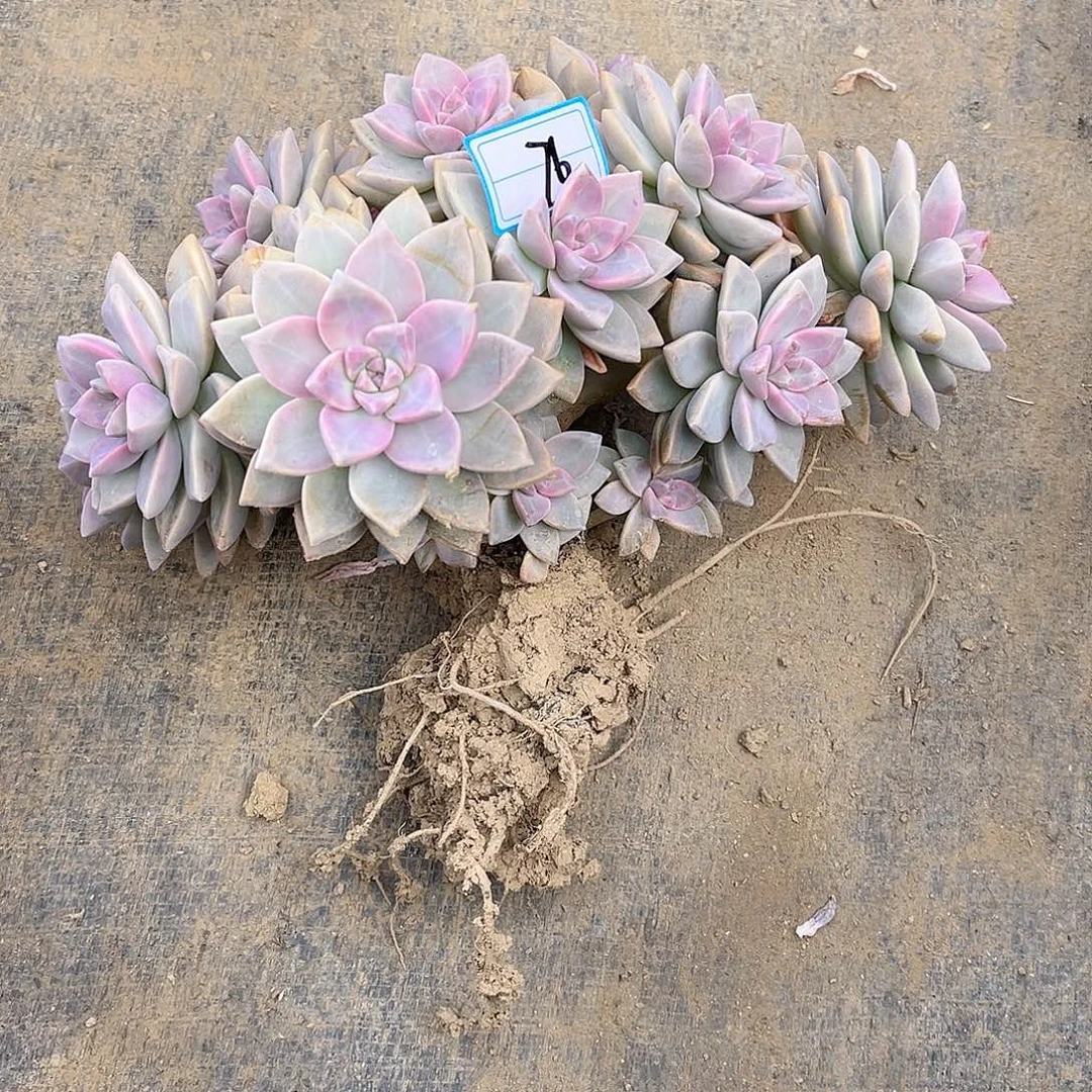 76号淡雪缀化一物一拍