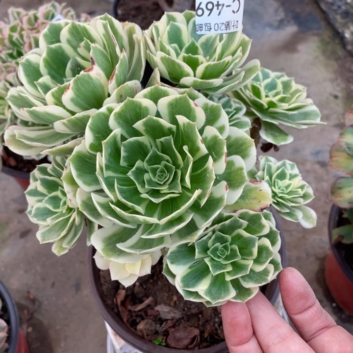 469迈巴赫多肉123456789