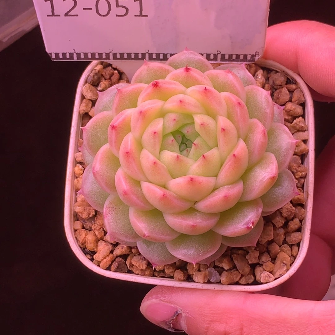 麦秆优选精品多肉58包邮