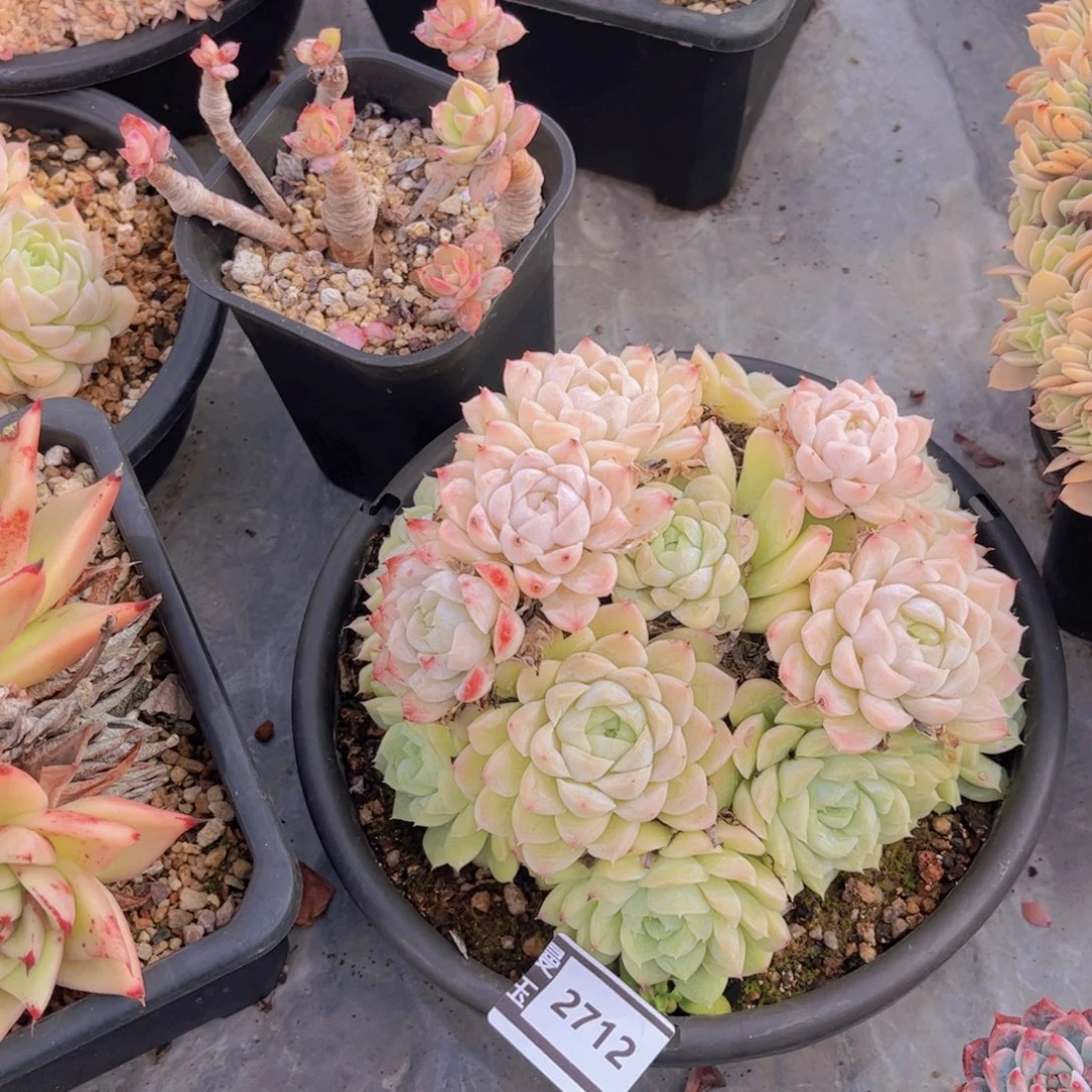 白月影不包整多肉2712