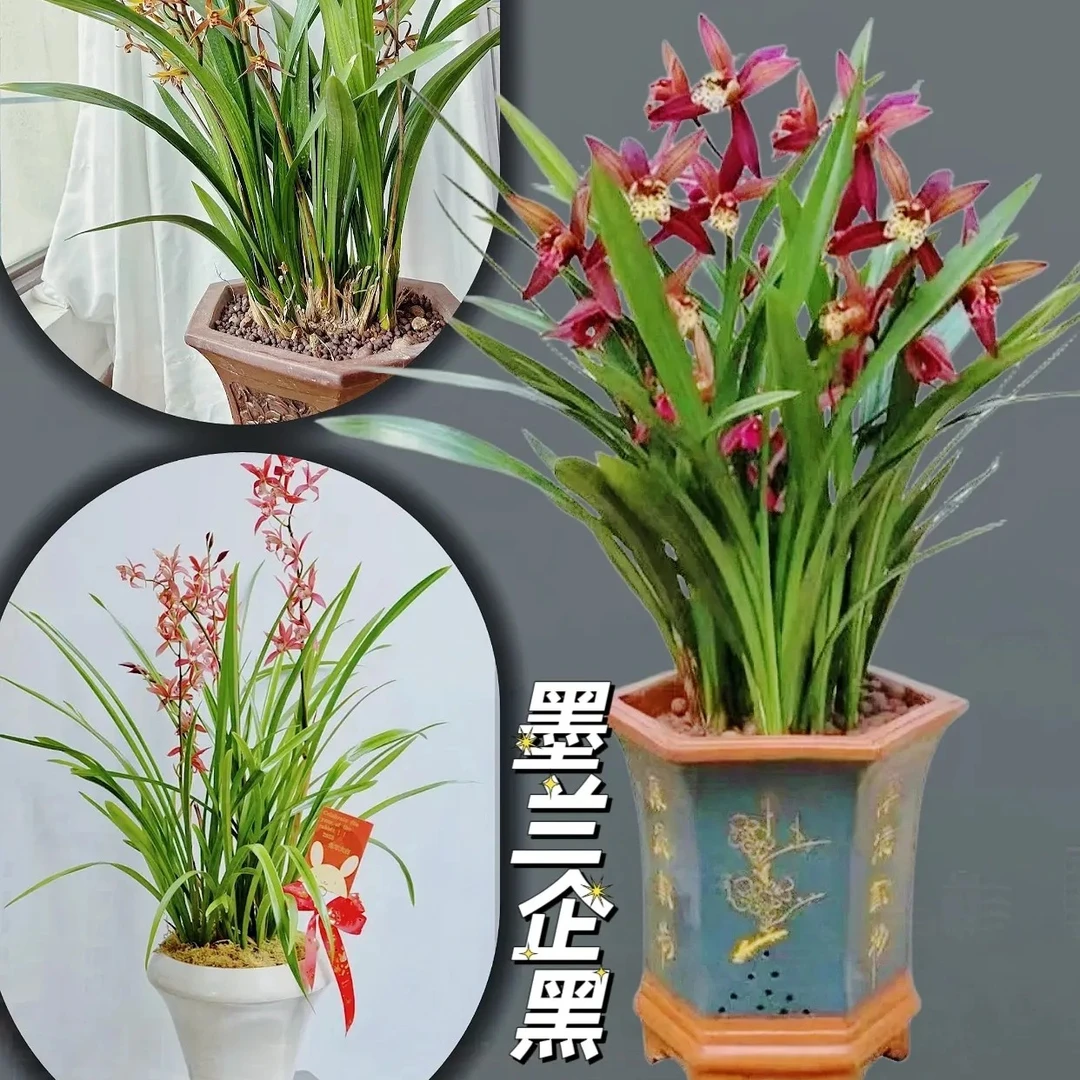 浓香型建兰花花卉适合室内客厅茶几新手易养活