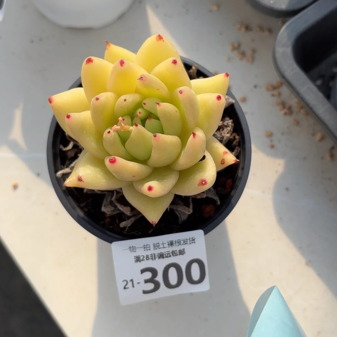 黄金玛利亚一物一拍