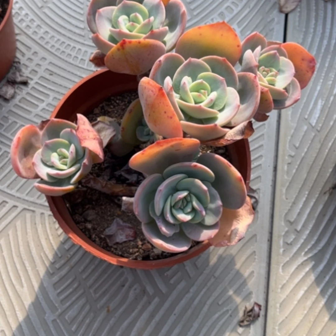 【闪购商品】彩*白凤