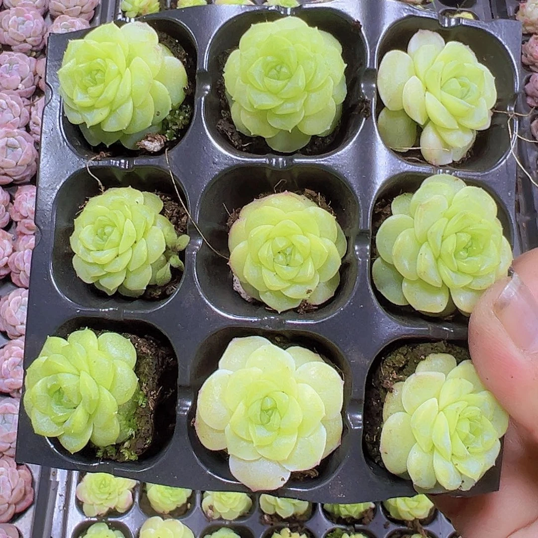 化水色麦秆4个19包邮