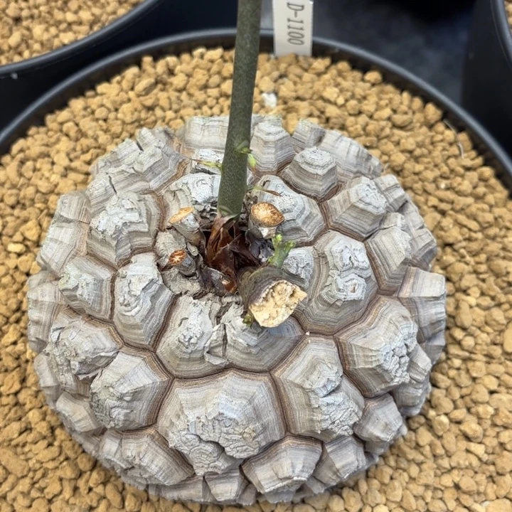 1100精品龟甲龙不退不换