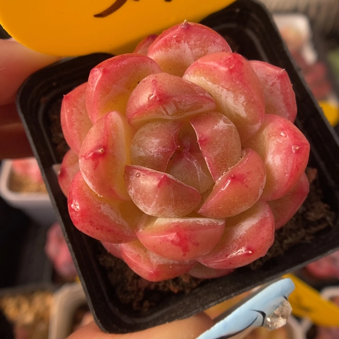 白雪珍妮可拍5397号