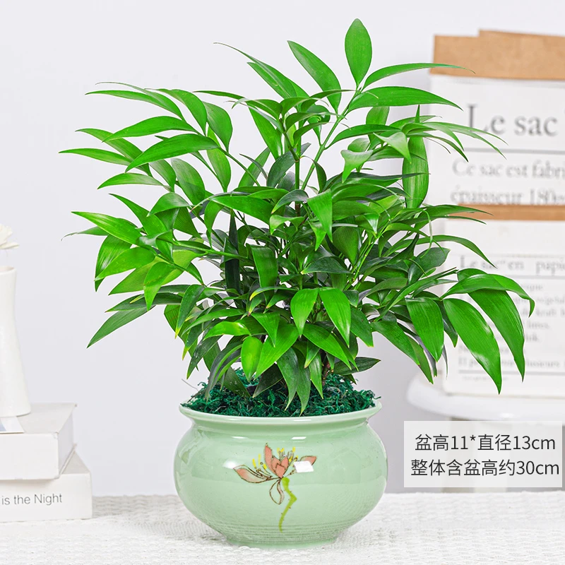 长寿竹盆栽竹柏清香防驱蚊虫美观四季常绿客厅办公室桌面卧室绿植