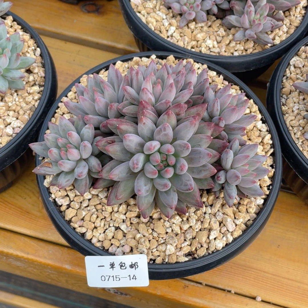 0715-14-虞美人。。。。。