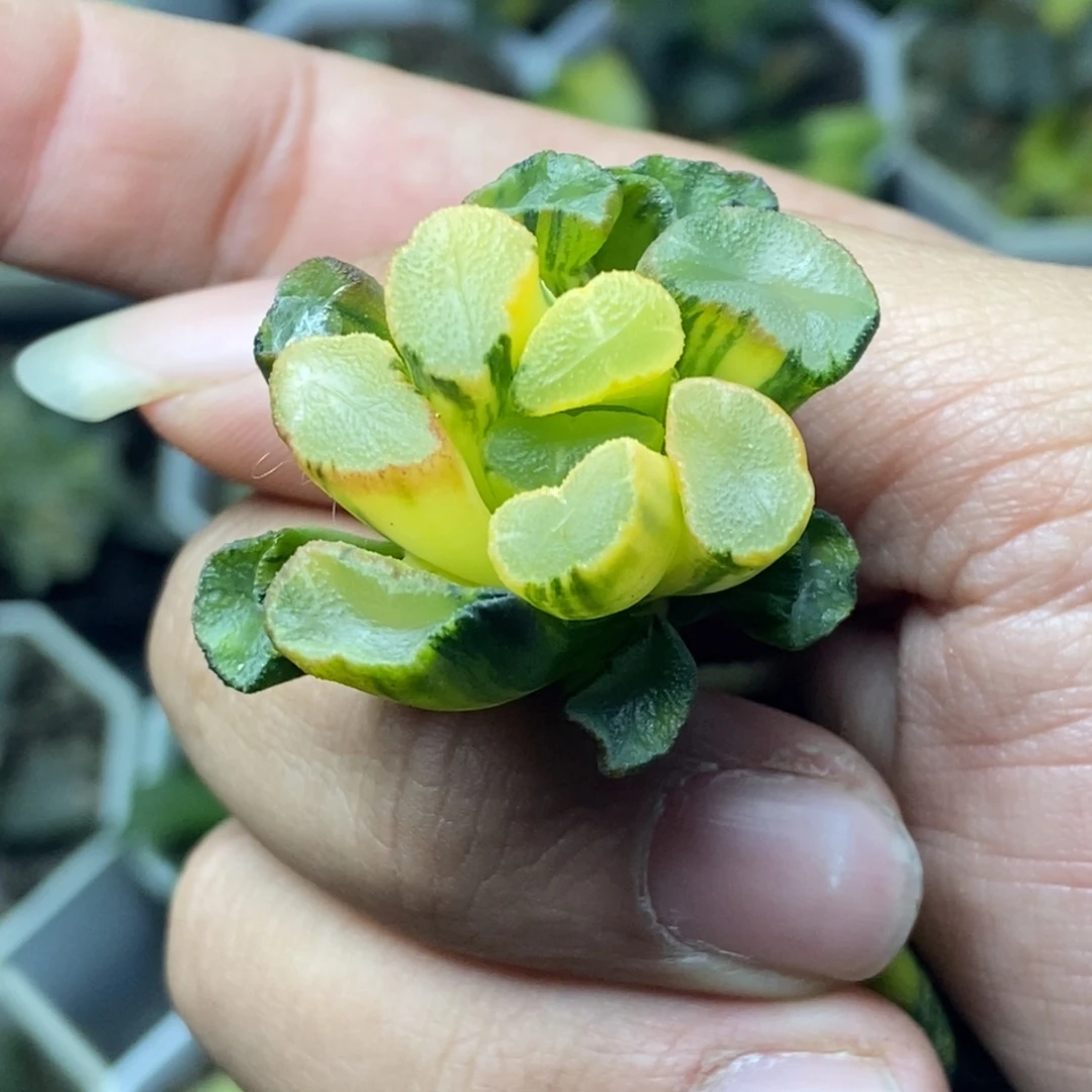 糊斑紫镜万象锦一物一拍