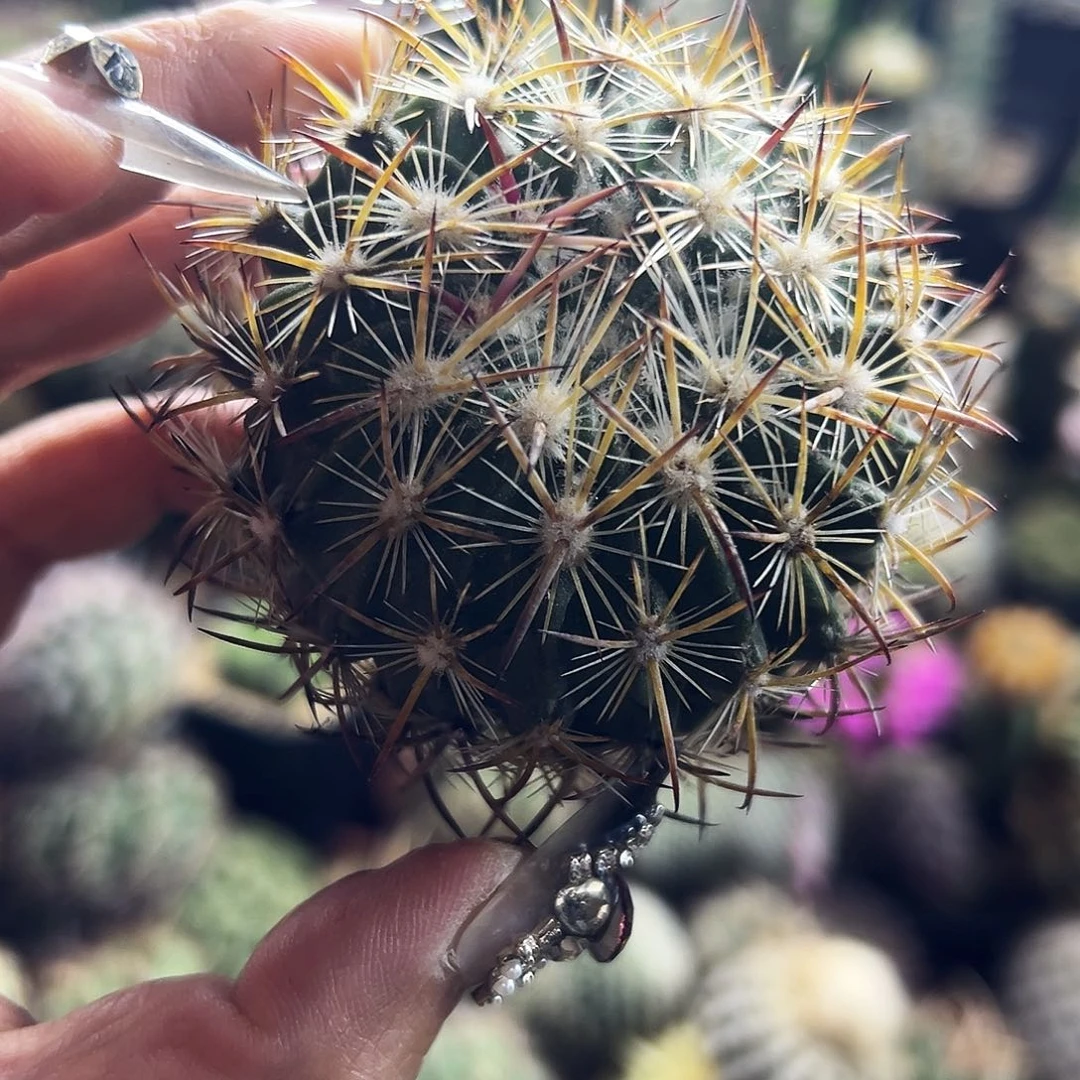 虎抓 仙人球111111111