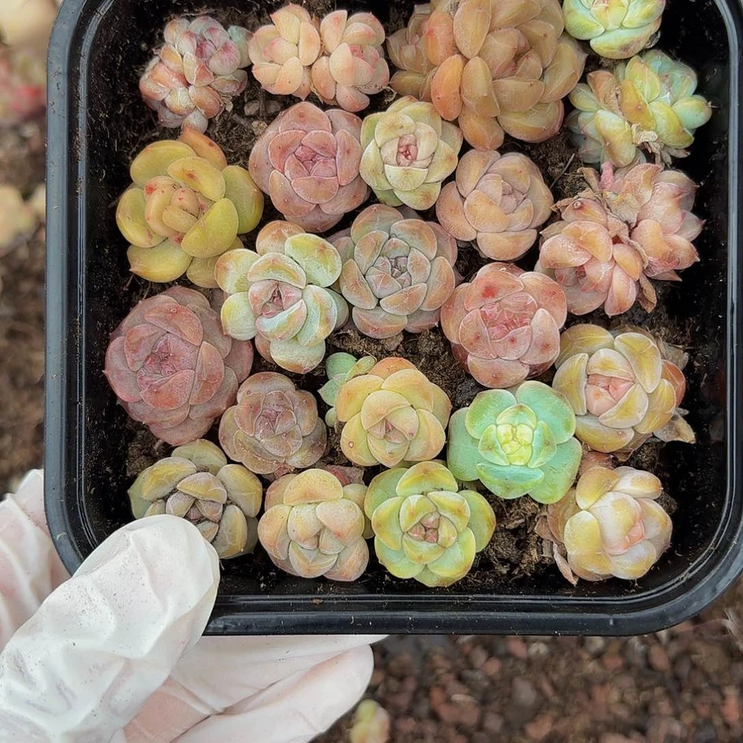 多肉植物多肉植物788