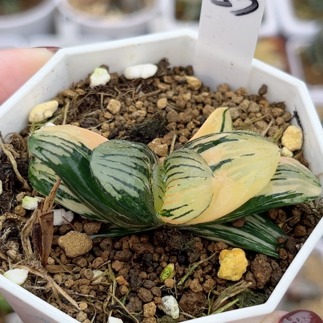 53夜想之森锦福利专场