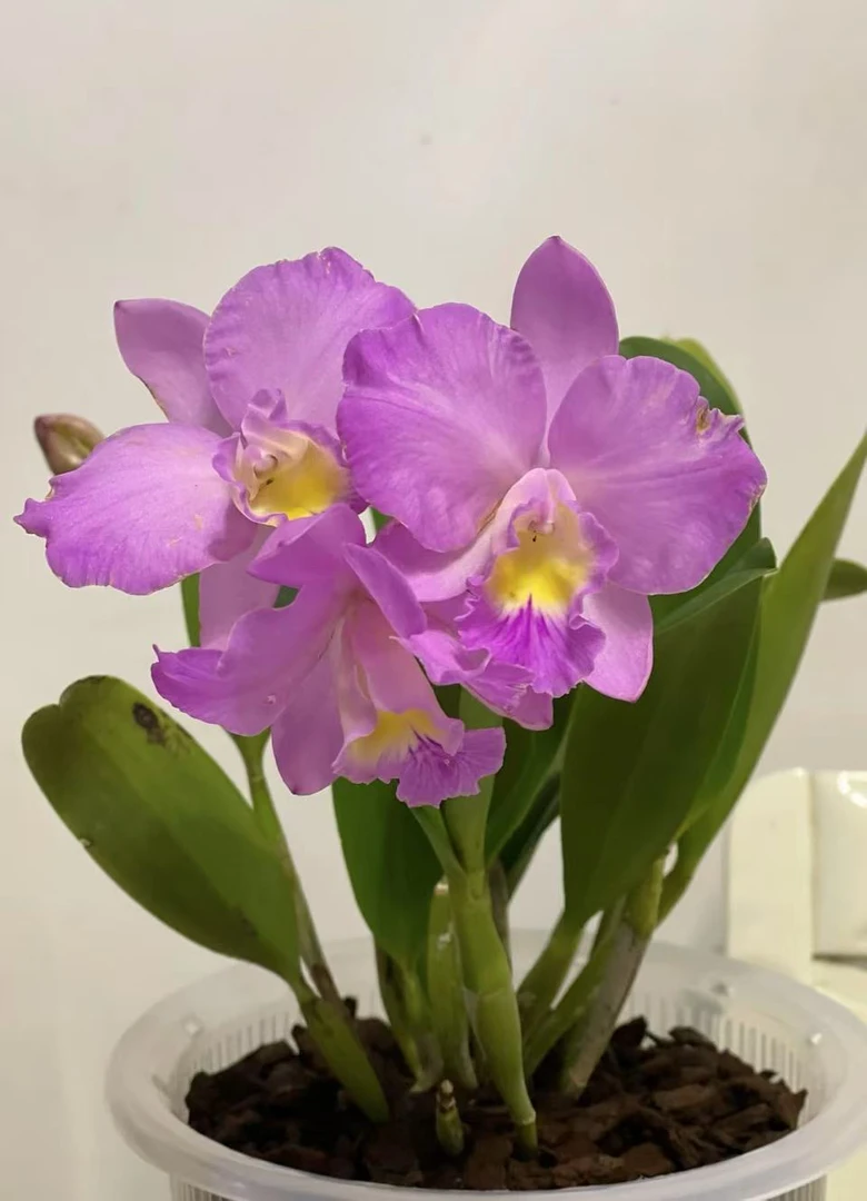 【圣诞玫瑰卡特兰】 开花带香味 无花苞 原盆原土发货