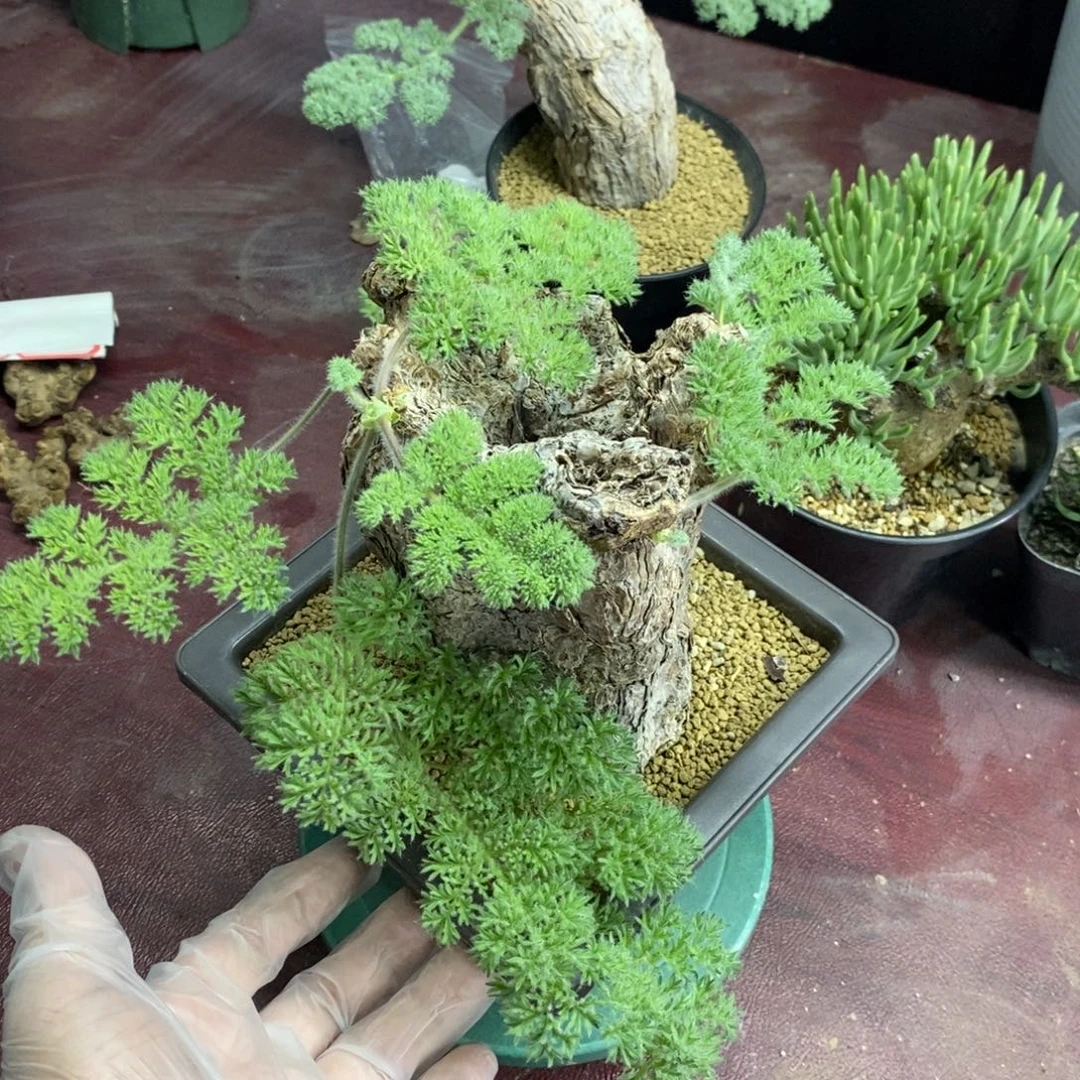 枯木杨奎多肉植物