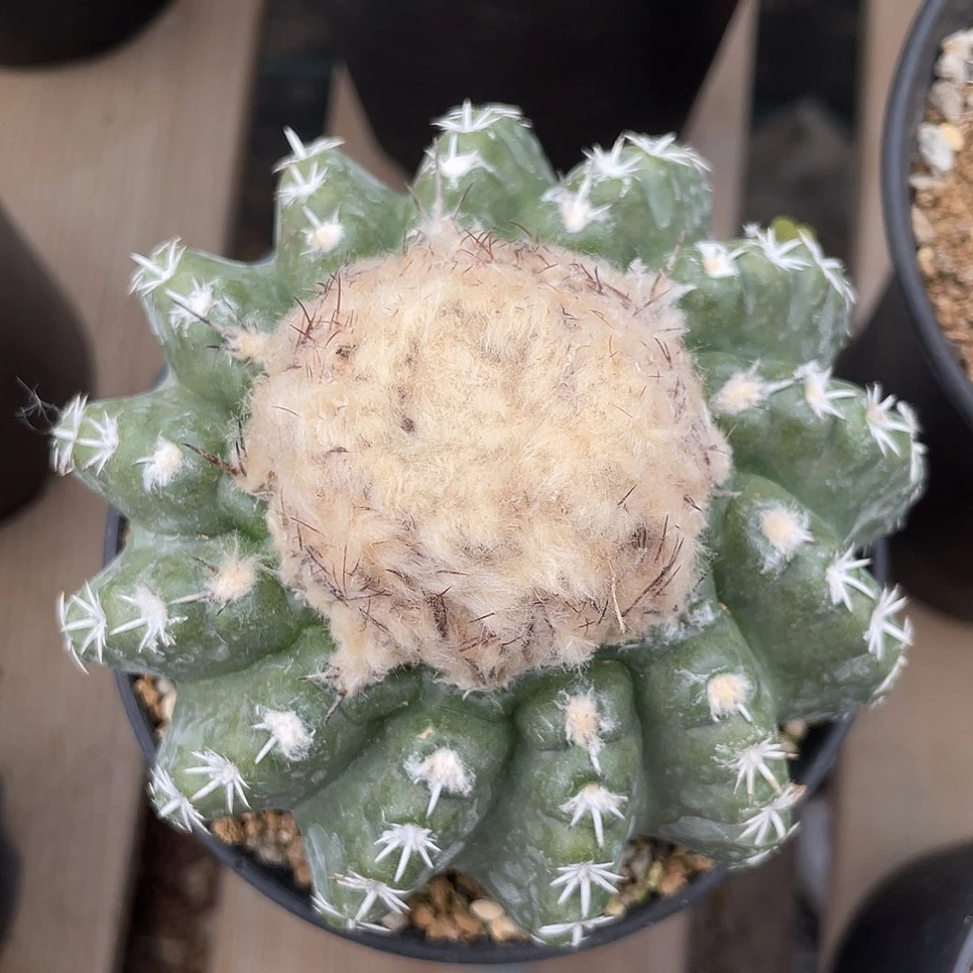 仙人球奇特圆盘实生9厘米