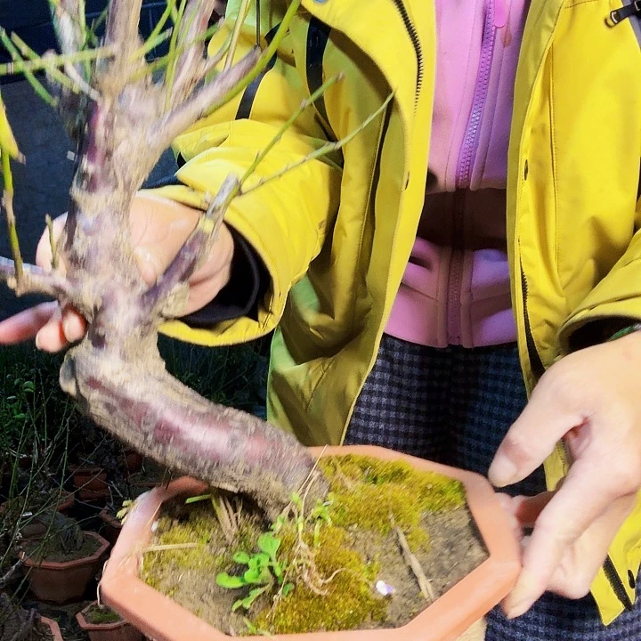 全部花朵梅花梅花花