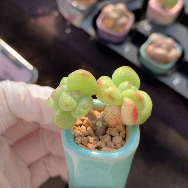 小脸冰玉石化锦3头 木质树杈