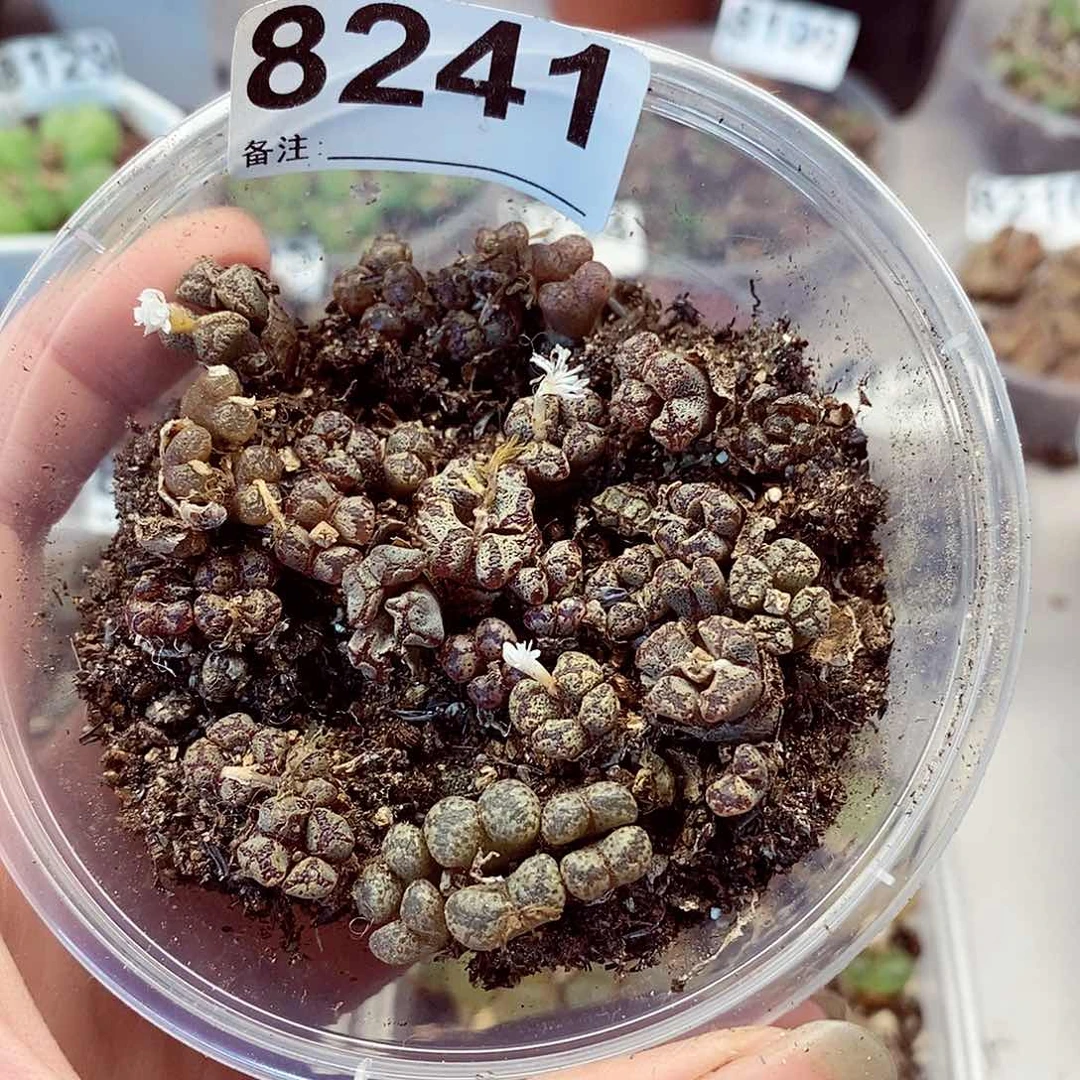 多****⑅8241绿咖啡勋章蝴蝶