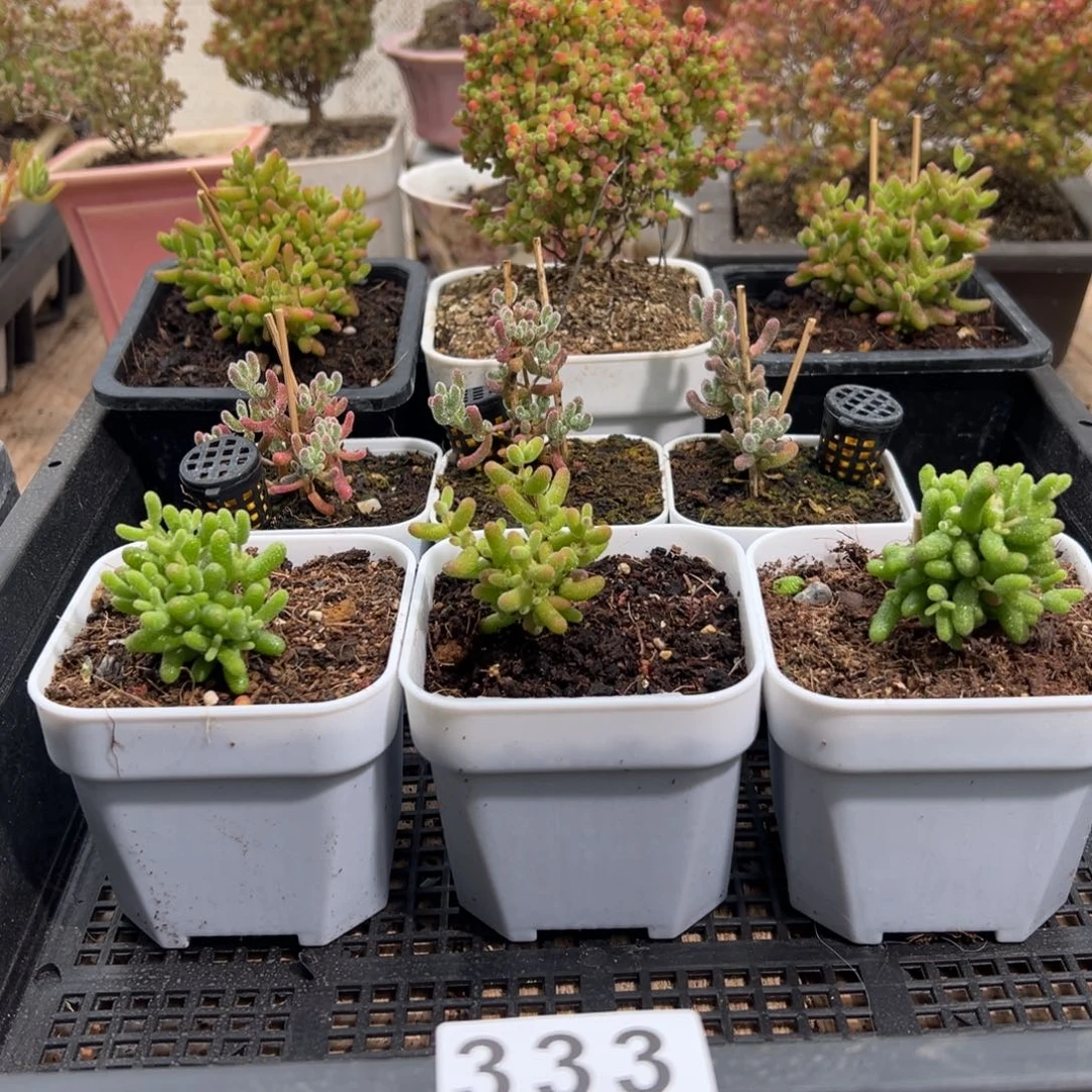 枝干番杏多肉植物333