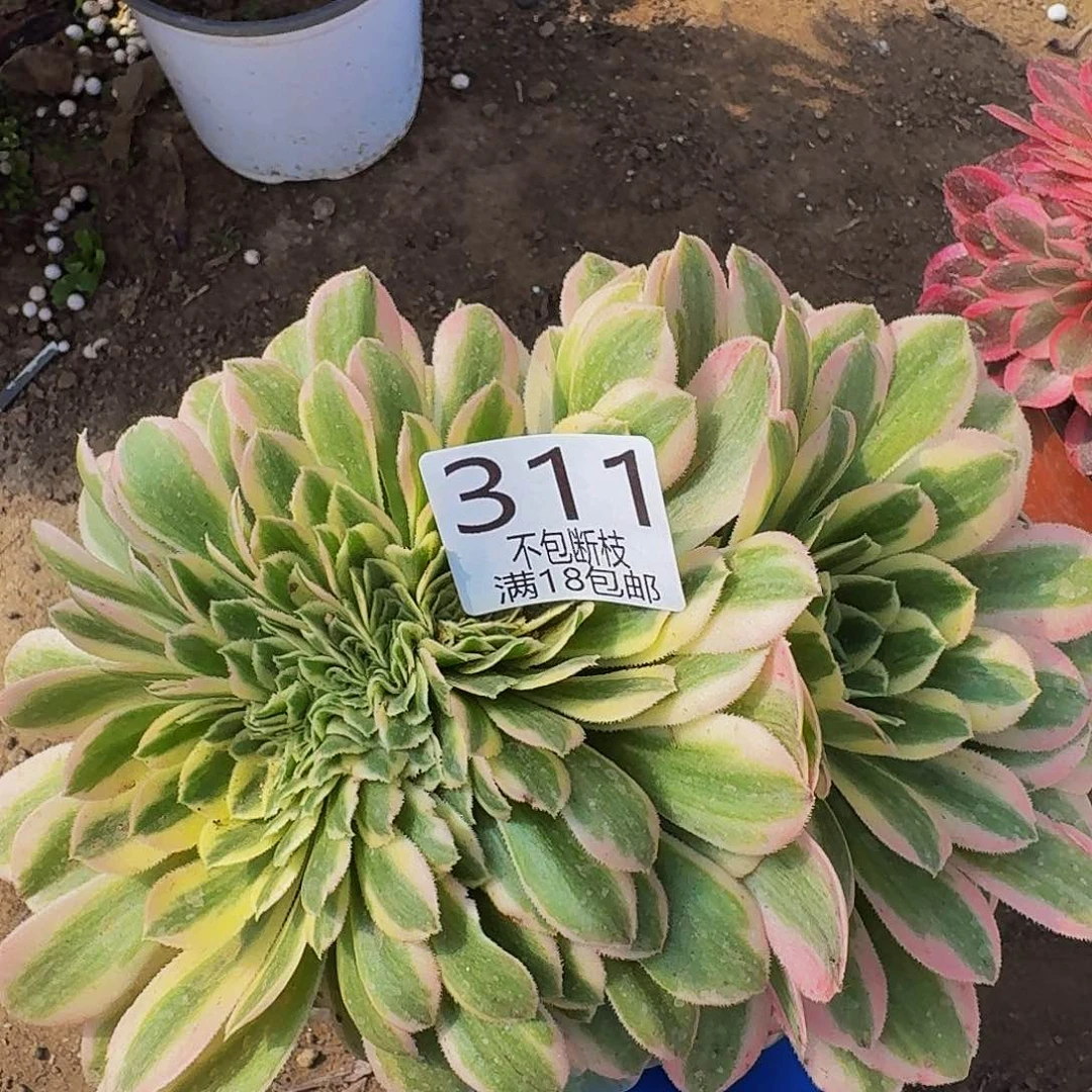 311迈巴赫缀化多肉法师的